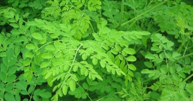 Moringa oleifera