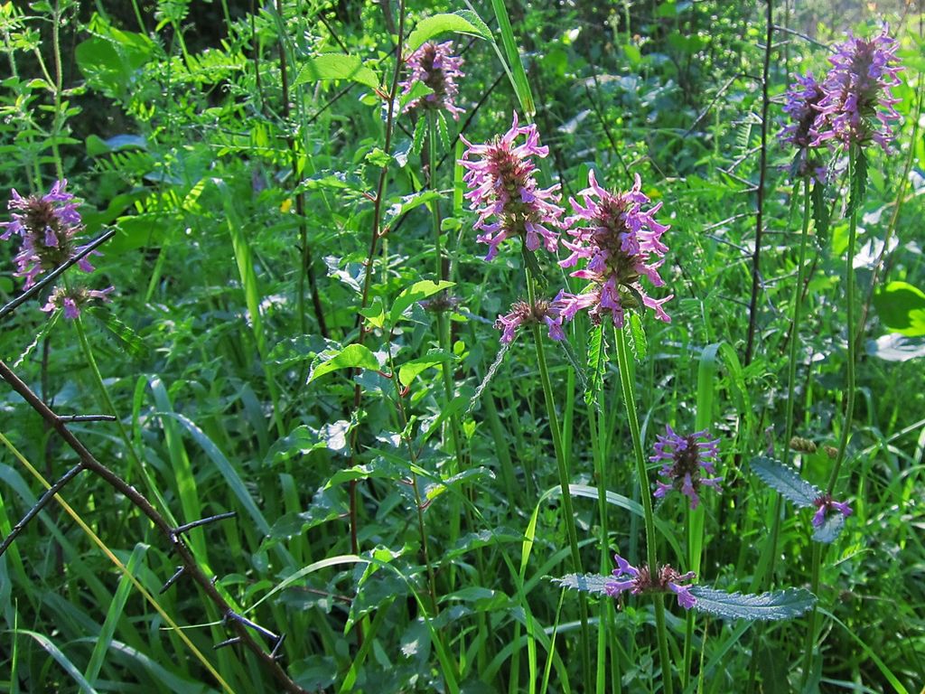 Betoine plante mÃ©dicinale aux nombreuses vertus