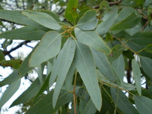 Comment infuser les feuilles d'eucalyptus ?