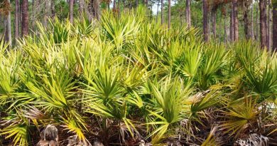 sabal serrulata