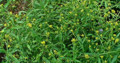 erysimum