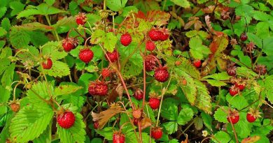 fraisier