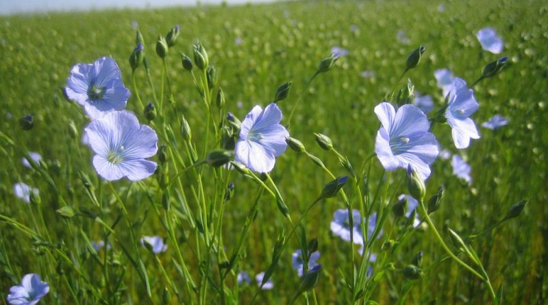 lin-linum-usitatissimum