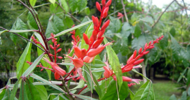 quassia amara
