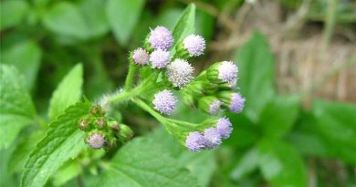 ageratum-conyzoides