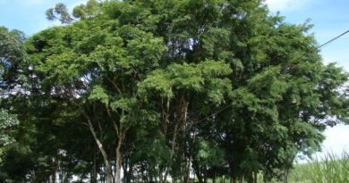 Caesalpinia Ferrea