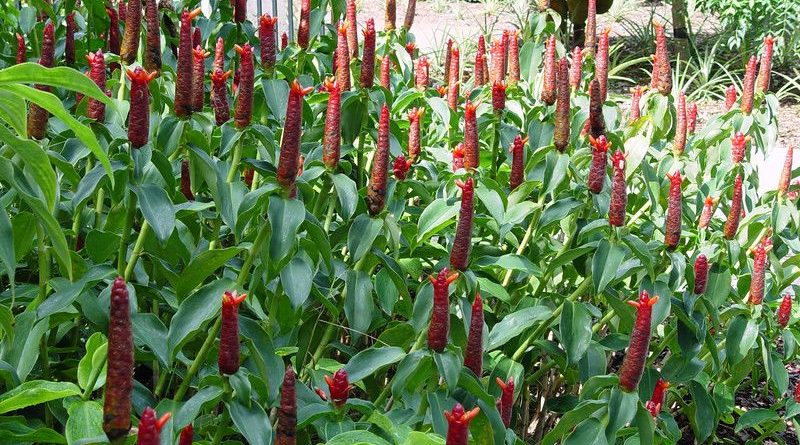 Costus Spicatus