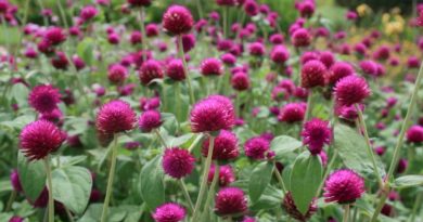 Gomphrena