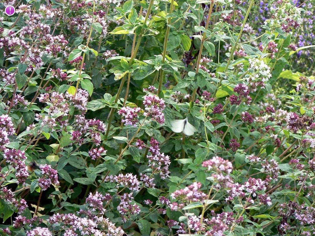 Origanum Vulgare Propriétés, Indications et Usages thérapeutiques