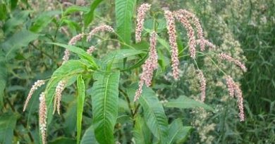 Polygonum Acre