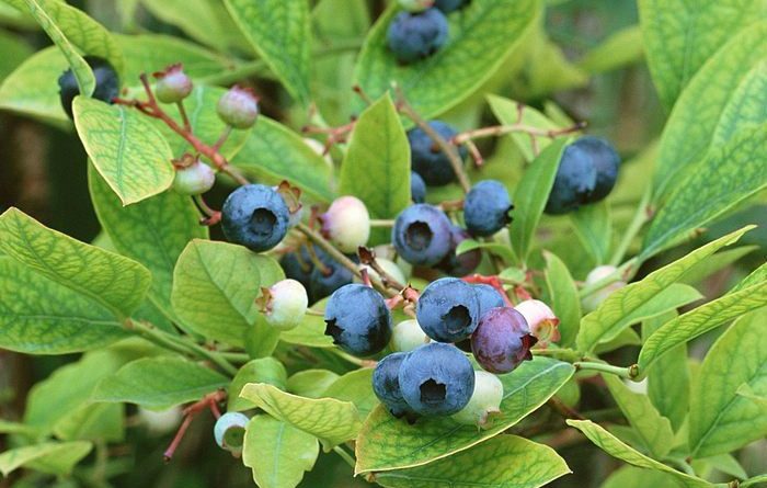 Vaccinium Myrtillus