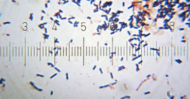 bienfaits probiotiques