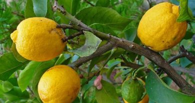 citrus-medica