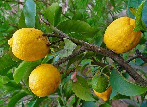 citrus-medica