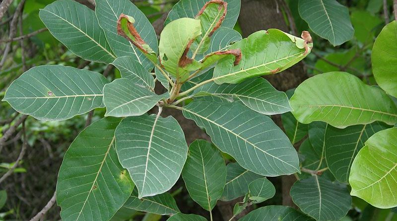 Madhuca indica