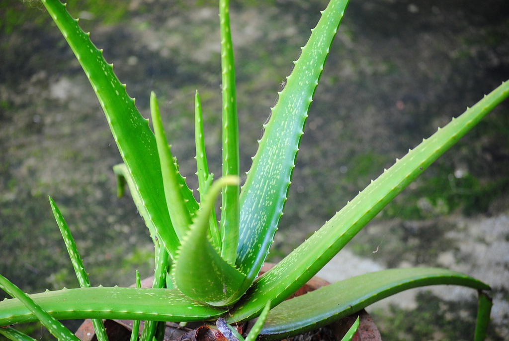 3 plantes médicinales à cultiver chez soi comment les choisir, les