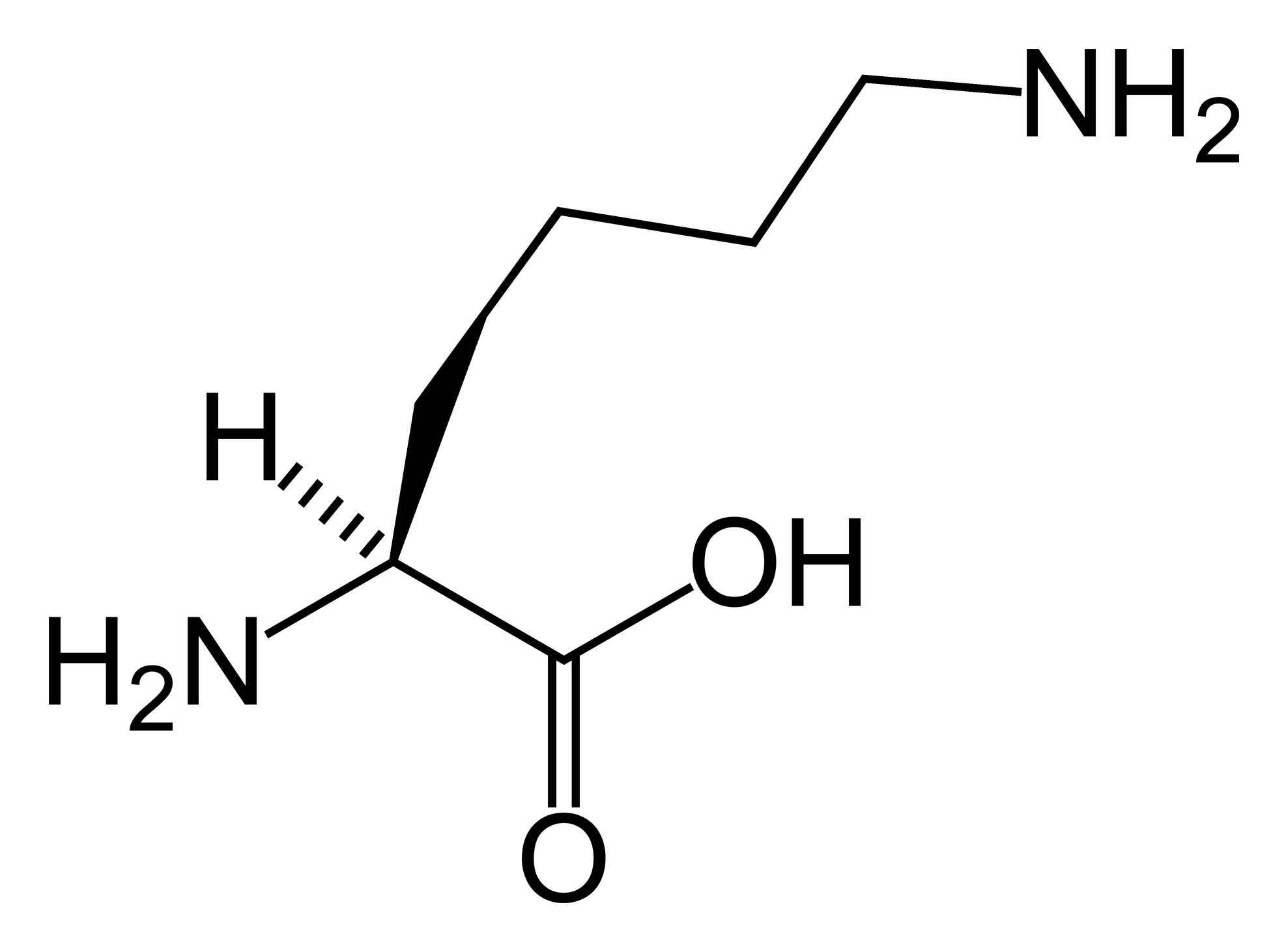 L Lysine Bienfaits et Impacts sur la Santé