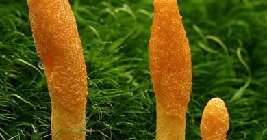 Le cordyceps : le champignon qui renforce le système imunitaire - Bienfaits et posologie