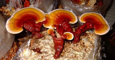 Reishi : Bienfaits, posologie, effets secondaires