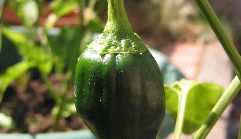 Les vertus du piment poblano pour la santé