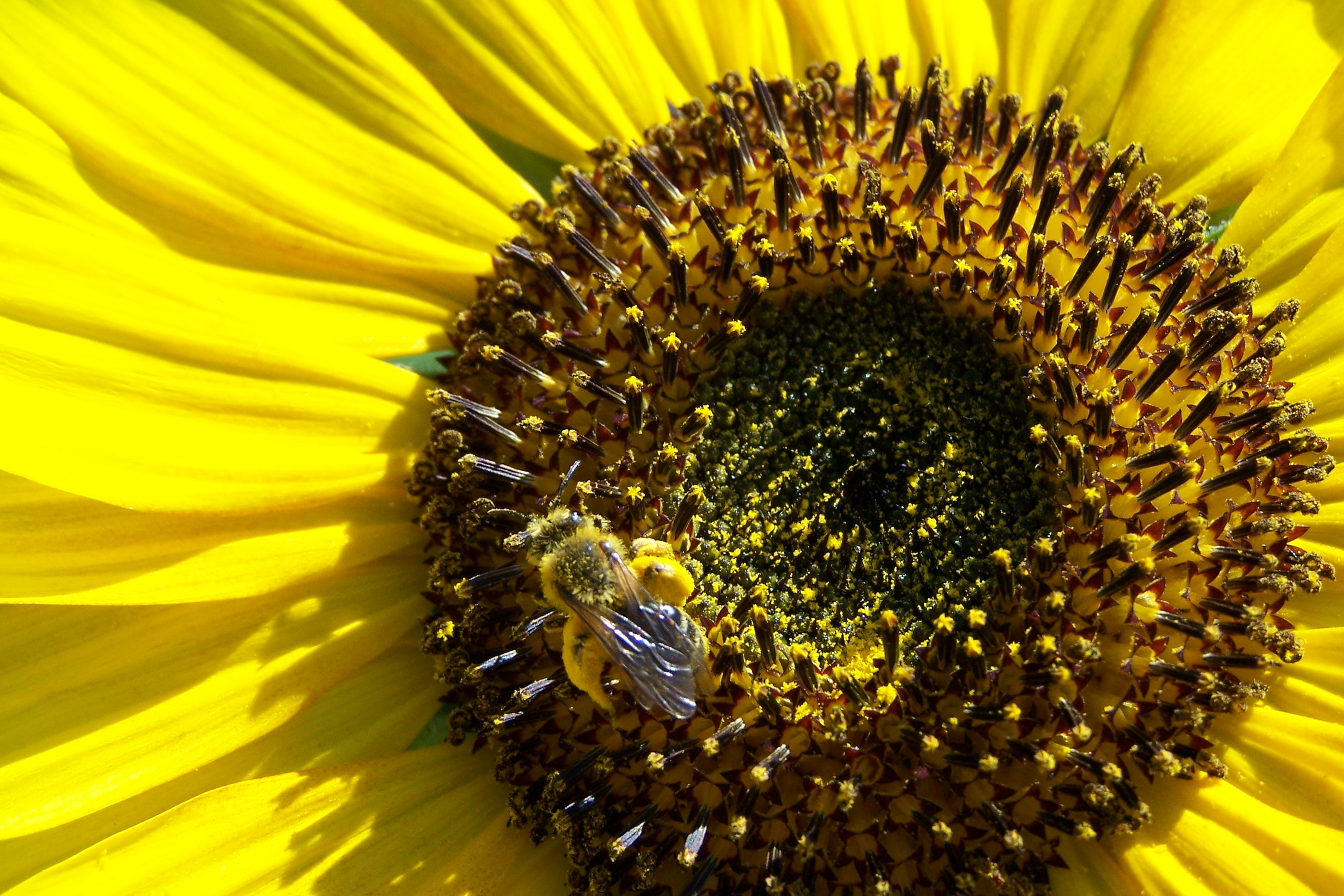 Pollen Comment Le Consommer Quelles Indications Pollen Frais Therapeutes Magazine