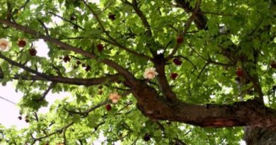 arbre de neem