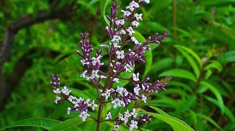 bienfaits verveine citronnelle