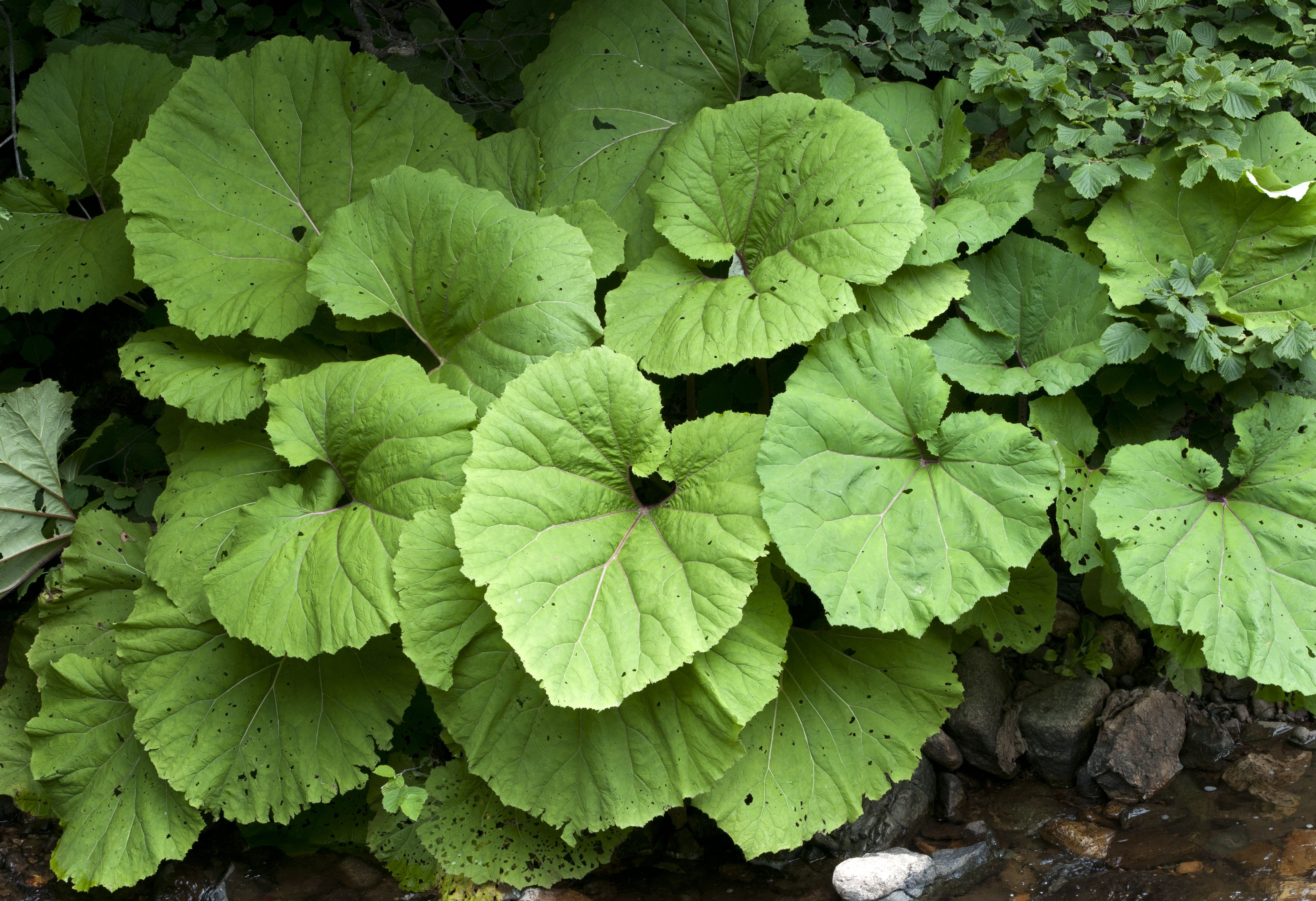 Petasites officinalis