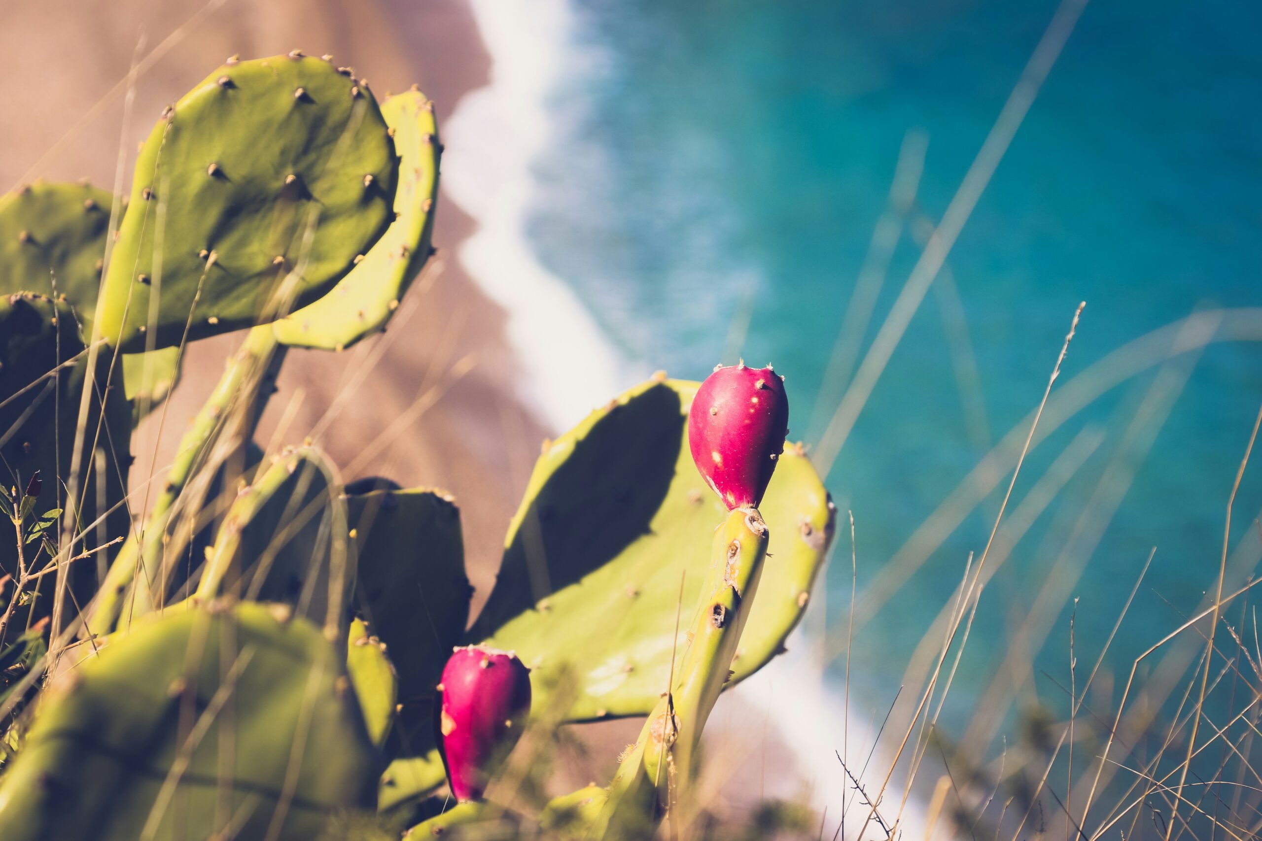 Top 10 bienfaits du jus de cactus, une boisson miracle pour la santé — free download