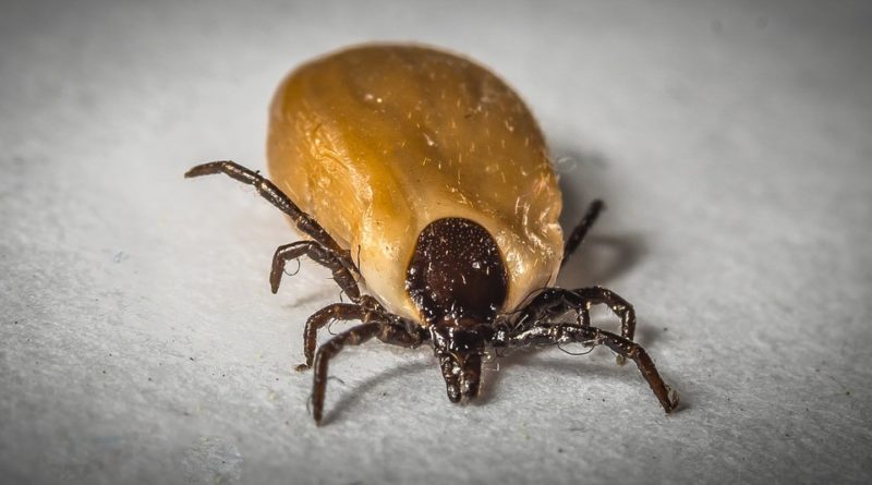 maladie de Lyme ce qu'il faut savoir