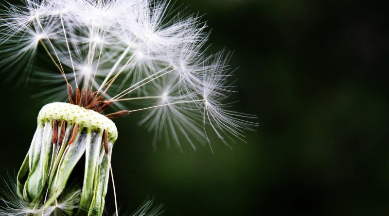 allergies
