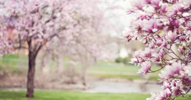 Magnolia