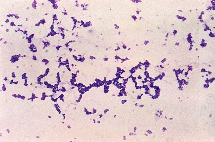 biofilm bacterien