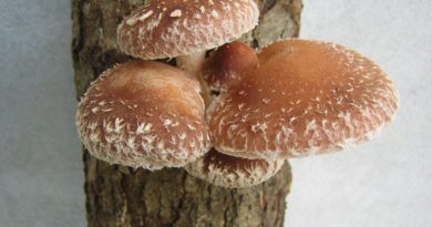 mycotherapie