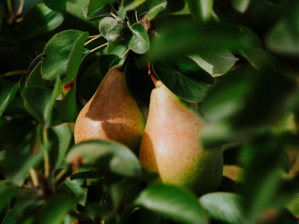Riches en fructose, les poires peuvent provoquer des ballonnements chez certaines personnes sensibles.