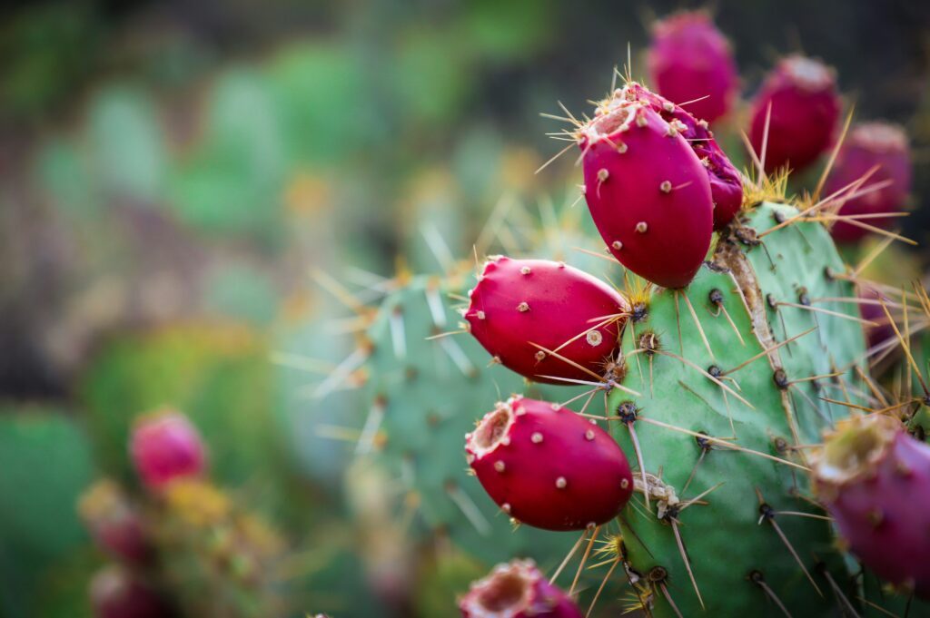 Le jus de cactus, également connu sous le nom de jus de figues de barbarie ou jus de nopal, est extrait des coussinets charnus du figuier de barbarie, appartenant au genre Opuntia.