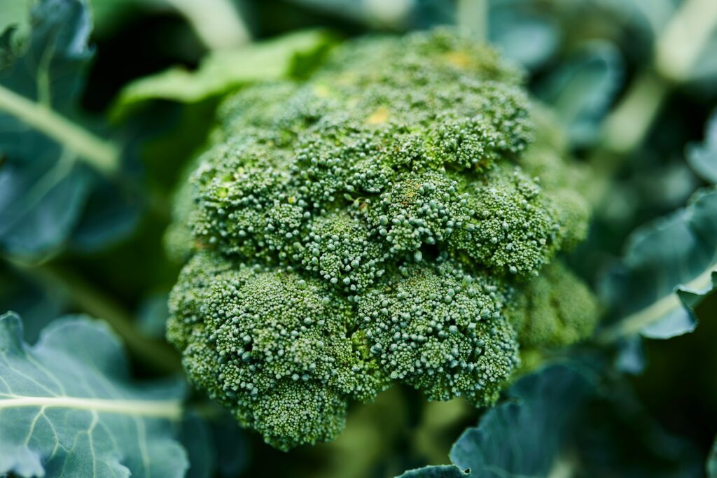 Le brocoli , ensuite, est un légume riche en fibres et en nutriments, avec une faible teneur en glucides.