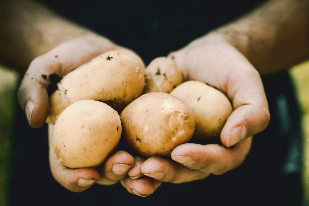 Les pommes de terre sont généralement bien tolérées par beaucoup de gens. En plus, elles peuvent être considérées comme apaisantes pour le système digestif