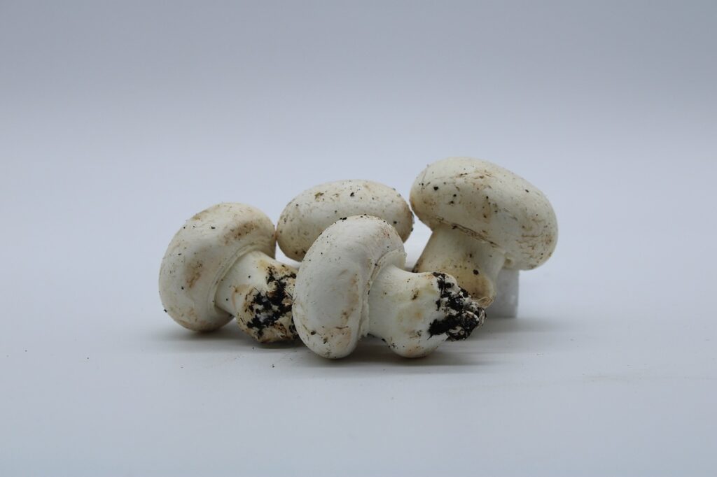 Ce champignon se distingue par sa forme caractéristique de chapeau rond et sa couleur blanche ou crème une fois mûr.