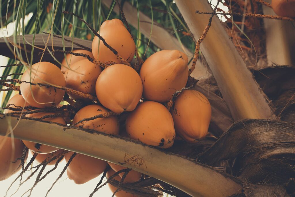 On récolte les noix de coco directement sur les palmiers. Ces noix doivent être jeunes, car c'est à ce stade qu'elles contiennent une quantité maximale d'eau claire et sucrée.