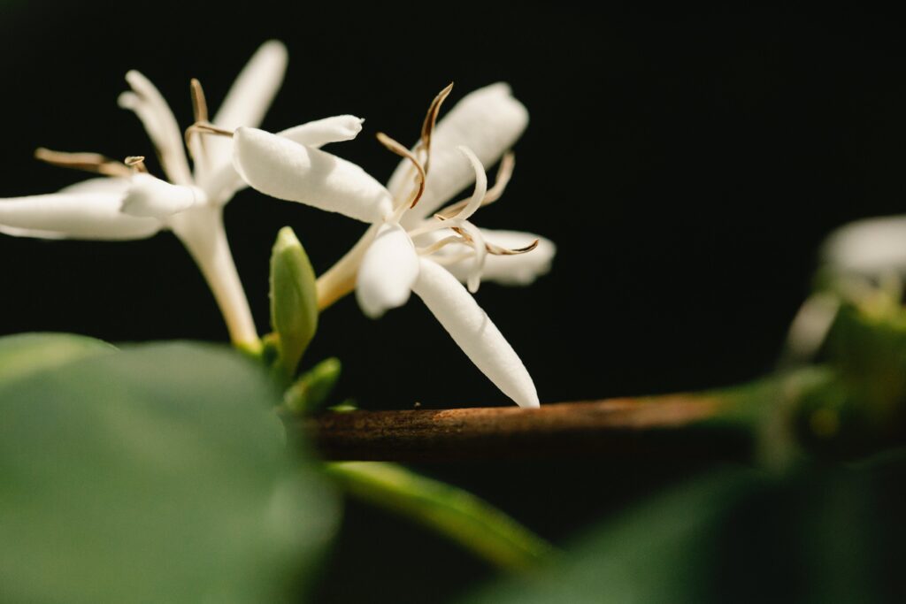 Le processus de floraison du caféier, marqué par l'apparition de fleurs blanches délicatement parfumées, constitue une étape cruciale dans son développement.