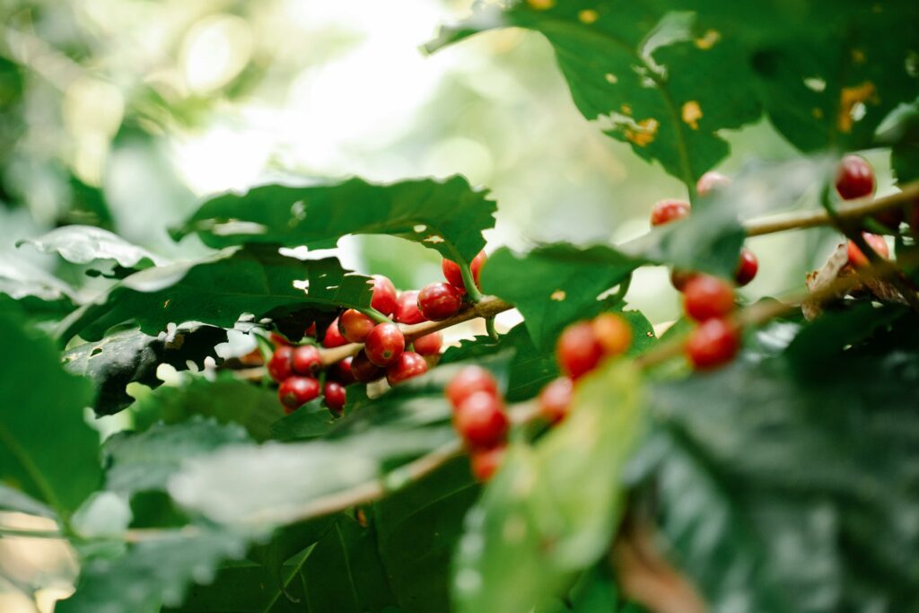 Bien plus qu'une simple source de la précieuse caféine qui éveille nos sens le matin, cet arbre, également connu sous le nom de Coffea Arabica, recèle un éventail impressionnant de vertus médicinales.