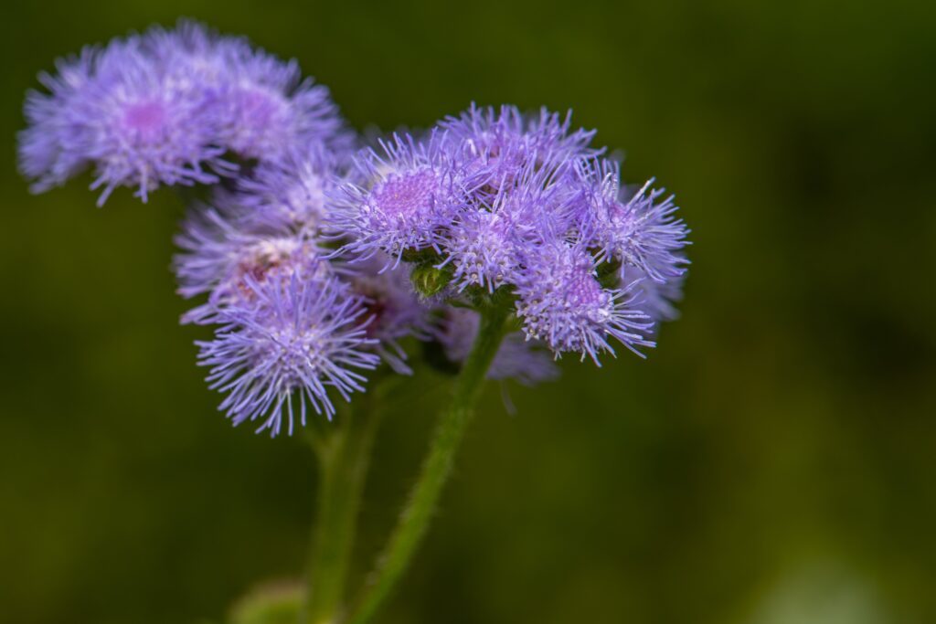 Au-delà de sa belle couleur, l'Ageratum conyzoides déploie une magnifique floraison.