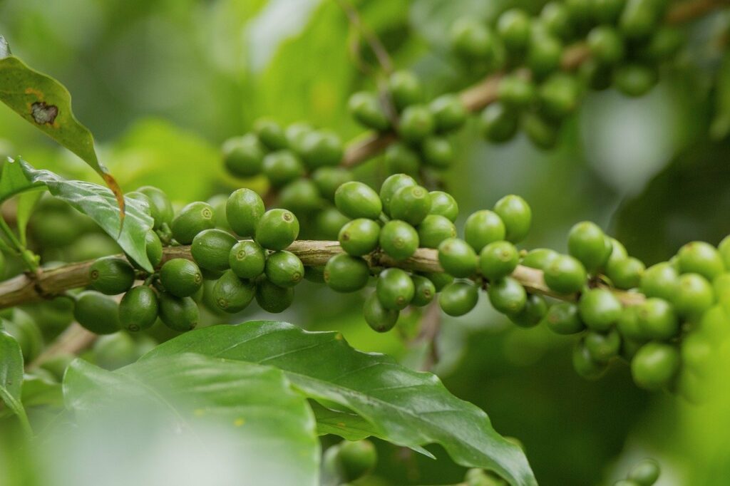 Le café vert a suscité un intérêt croissant en tant qu'aide potentielle à la perte de poids.