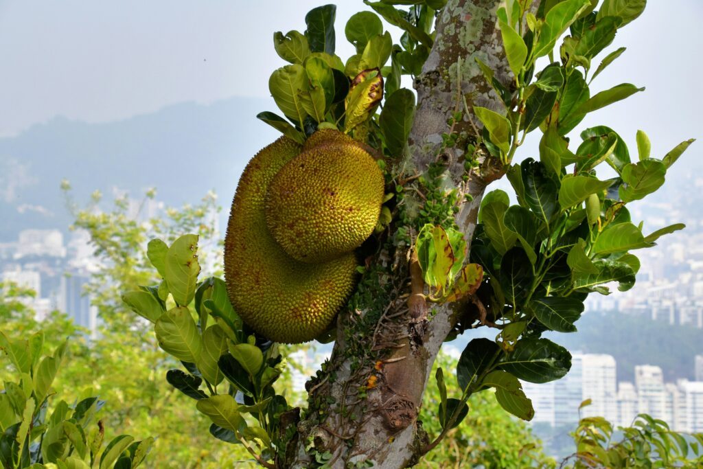 Zoom sur le durian, ce fruit cultivé en Asie du Sud Est.