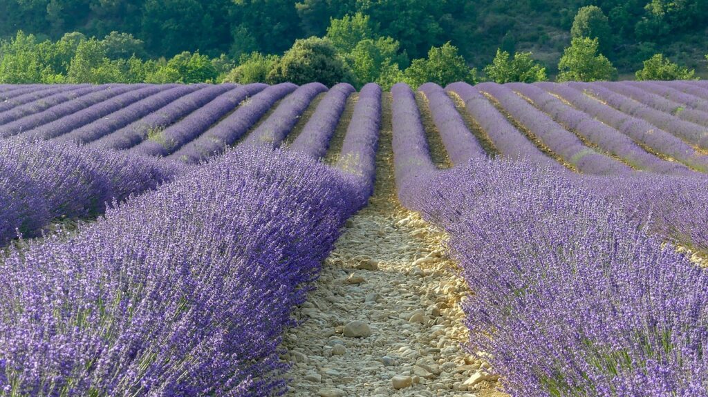 Originaire des magnifiques champs de Provence en France, le lavandin abrial incarne l'essence même de la beauté et de la tradition provençale.