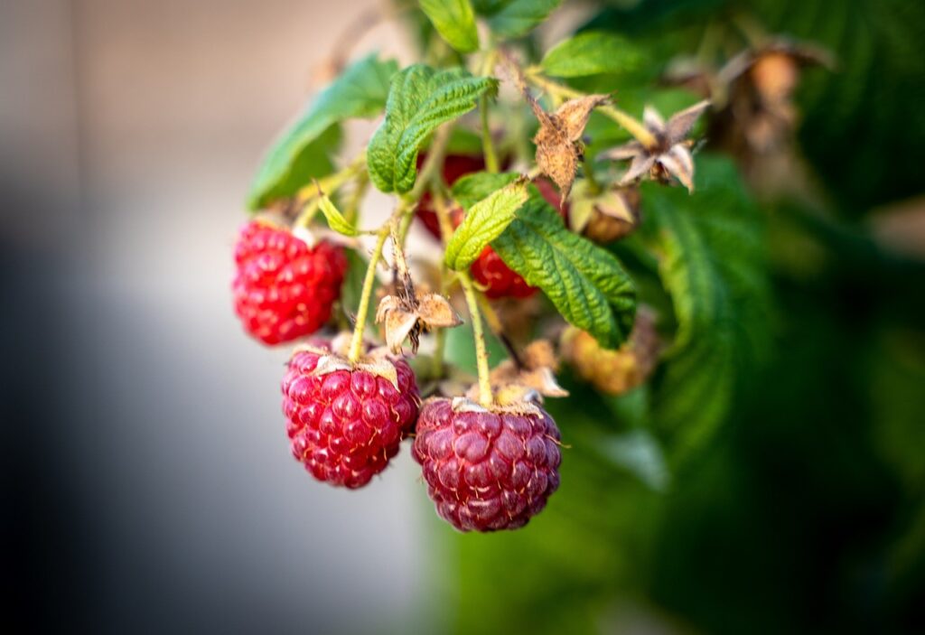 Le framboisier, Rubus idaeus, est bien plus qu'un simple arbuste produisant des fruits succulents.