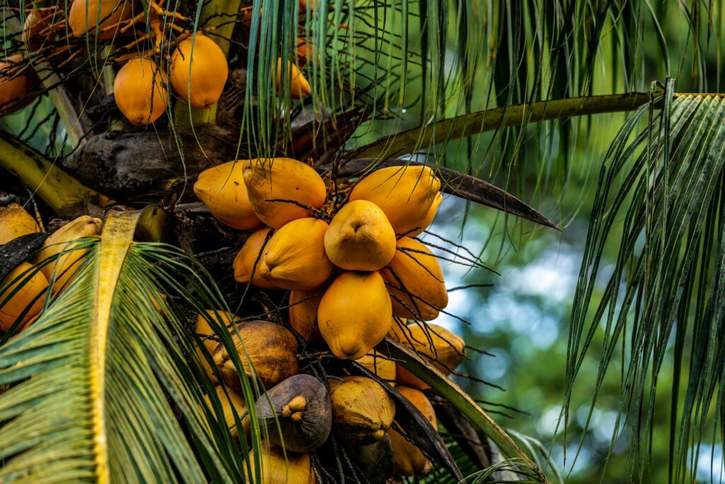 La noix de coco, fruit emblématique des régions tropicales, est le produit d'un arbre majestueux appelé le cocotier.